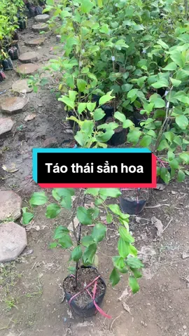 Cây giống táo thái trồng siêu sớm ra quả #làmvườn #câycảnh #cây #xuhuong2024 #táo 