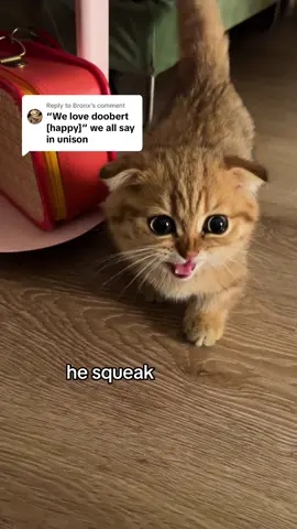 Replying to @Bronx can u find scoobert in this video #fyppppppppppppppppppppppp #kitten #catsoftiktok #scoobertdoobert #fypdongggggggg 
