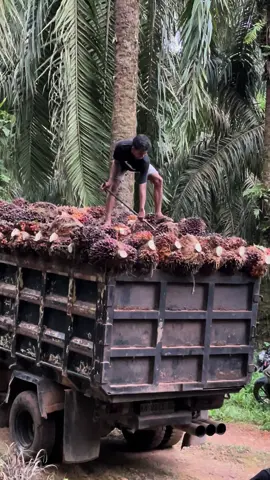 rezeki enek seng ngatur bolo #petanisawitmilenial #bosmuda #fyp #katakata #storywa #buahsawit #muatsawit #supirtruck 