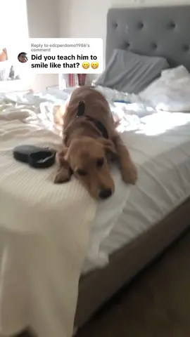 Replying to @edcperdomo1986 no 😂 this is when he was a puppy, always been a mr cheeeser. he does it when he’s so excited 🥰 #dog #dogsoftiktok #fyp #viral #goldenretriever #dogmom 