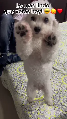 Lo mas hermoso que veras hoy!!🐾❤️