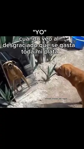 no lo puedo ver ni en pintura  #1m #fardo #f1tiktok #1millionaudition #meme 