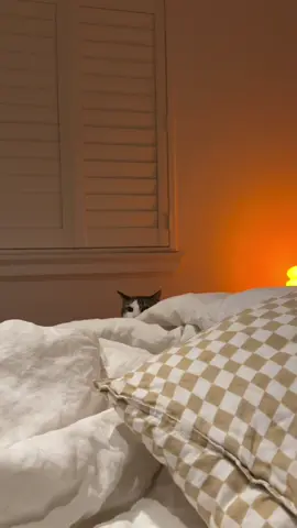 He actually got me good 😹 #jumpscare #funnycat #hideandseek