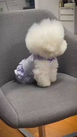 cute#doglove #cutedogs #foryou #dogsoftiktok #smartdog 