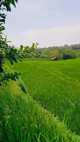 #pesawahan 