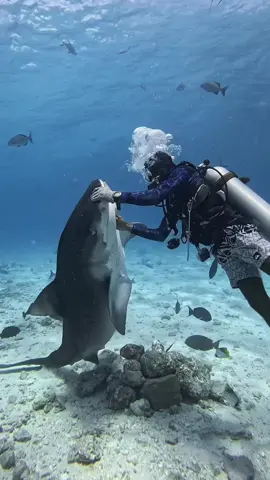 Tiger Shark close encounter #fuvahmulah #maldives #tigershark #scubadiving #sharkdive #fyp #divepackages 