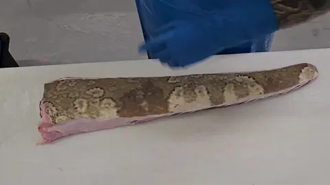 #wobbegong #bandedwobbegong #carpetshark #fishmonger #realfishmongersofinsta #filleting #foryoupage #foryou #fyp 
