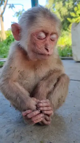 sleepy baby monkey #babymonkey #abandonedbabymonkey #newbornbabymonkey #monkey #cutemonkey #cuteanimal 