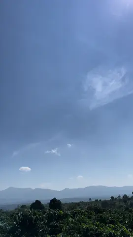 10Th10/2024 Đươc Hái Cafe Rồi Nè. Chổ Mọi Người Hái Chưa 🥰☘️ #review #caffe #organicfarm #nongnghiep #nongnghiephiendai #viral #helotiktok #đakđoa #81gialai 