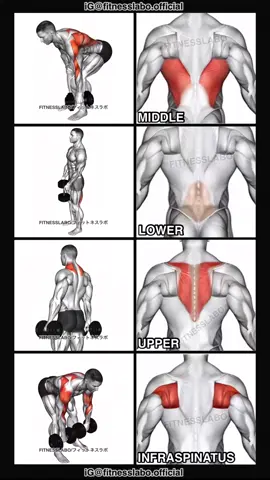 ✅ Back Workout using Dumbbells  ① One Hand Bent Over Row  ② Stiff leg Deadlift  ③ Shrug ④ Bent Over Face Pull #Fitness #gym #exercise  #workout #workoutroutine  #exercisetips  #fitnesstips  #bodybuilding  #backworkout  #backday 
