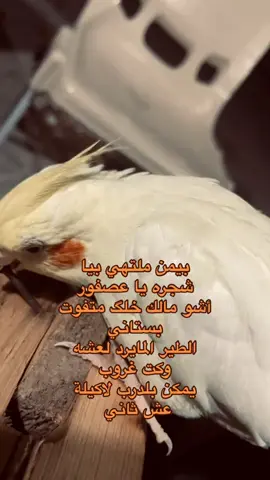 بـيمن ملتهي؟.  #اشعار_حزن  #كسرتنه_بروحتگ💔 