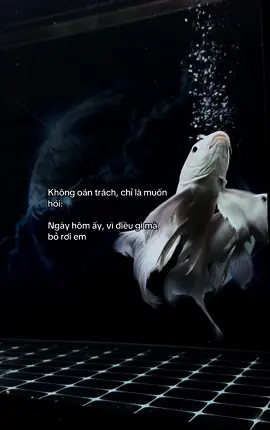 #Xuhuong#fyp#Viral  