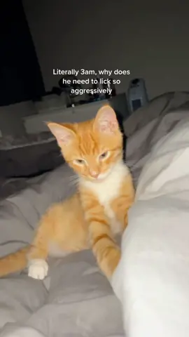 Aggressive orange cat👿👿 #cat #funny #foryou #fyp #foryoupage #catlover #catsoftiktok #catsoftiktok #funnyvideos #cats #funnycat #titokcat #pets #kitten #usa_tiktok #cute