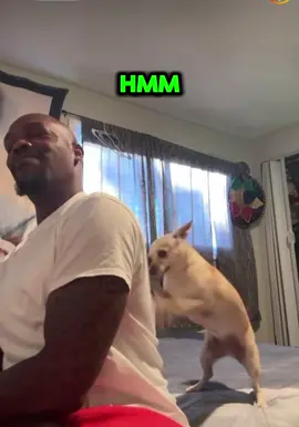 My dog needs to learn this ASAP 😂 #dog #livinlokeyy #fypシ #explore #dogsoftiktok #fy #foryoupageofficiall #trending #trend #funny #comedia #lmao #back #dogs #doglover #pet #PetsOfTikTok #viralvideo #video #viral_video #fyp 