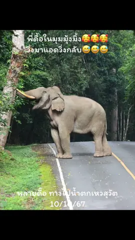 #เทรนด์วันนี้ พี่ดื้อมุุมมุ้งมิ้ง😆😆😆#เทรนด์วันนี้😂😂 #ที่เป็นกระแส #elephant #คนรักช้าง🐘🍃 #พลายดื้อ #wildlife #ช้างป่าเขาใหญ่ #elefante #ช้างน่ารัก 