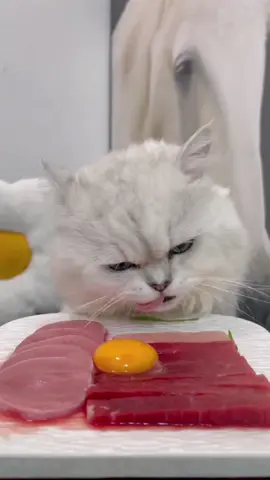 #cat #asmr #catlover #catmom #kitten #kitty #funnycat #cateating #cutecat 