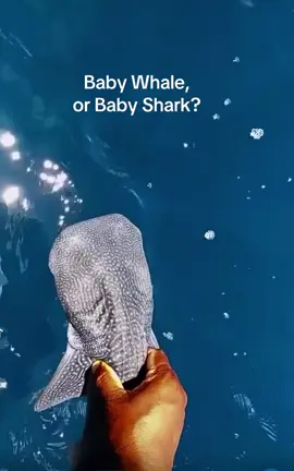 Trick question 