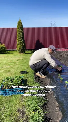 Простая осення подкормка для домашней клубники.  #ягоды #удобрение #клубника 