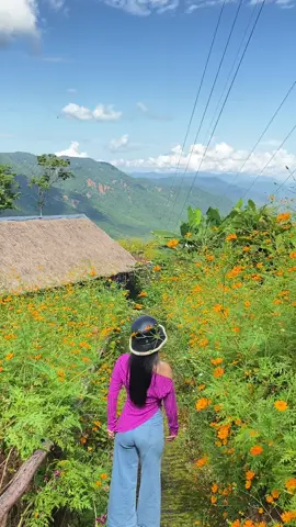 အရမ်းလှတဲ့ပန်းခင်းကြီး💜#foryou #fyp #trending #ကလောမြို့ #viewpoint 