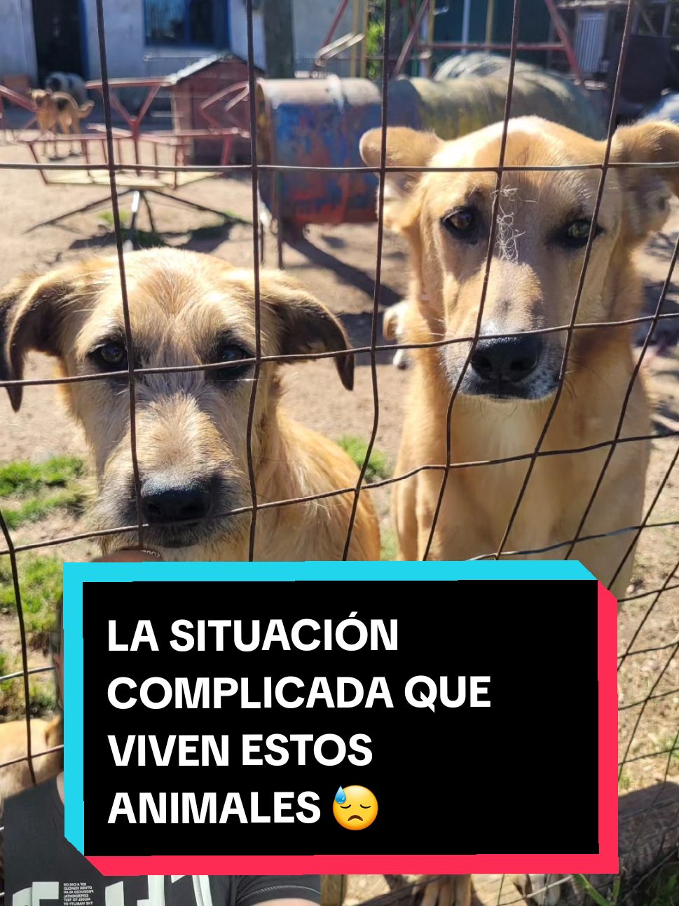 Necesitamos de tu ayuda 🙏🏻❤️🐶 #uruguay #empatia #solidaridad #refugiodeanimales  #greenscreen 