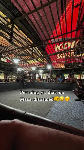 #foryou #beranda #ayambangkoksuper #fyp #ayamfakhoy #ayampama 