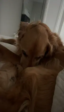 why you sleeping like that 🤍😭 #dog #dogsoftiktok #fyp #viral #goldenretriever #dogmom #morningroutine 