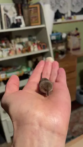#shrew #cuteanimals 