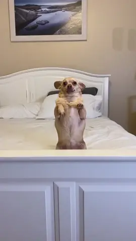 TikTok in 2020 was a vibe