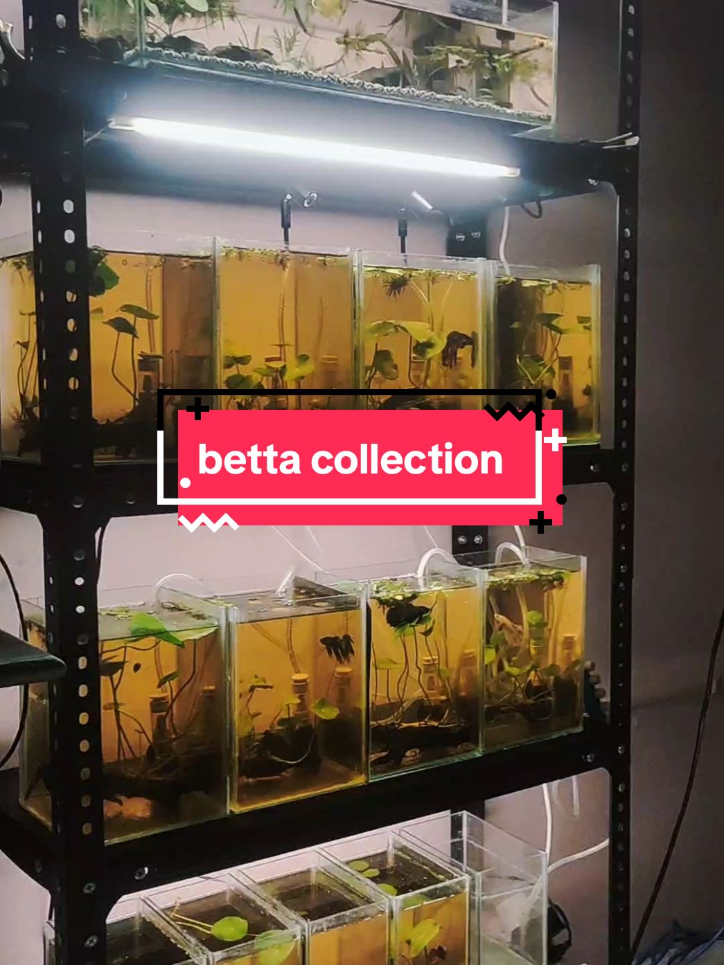 betta collection. #bettafish #bettarack #betta_lover #bettatok #bettalover 