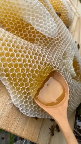#reels #honey #harvesting #wildhoney #relaxing #viraltiktok