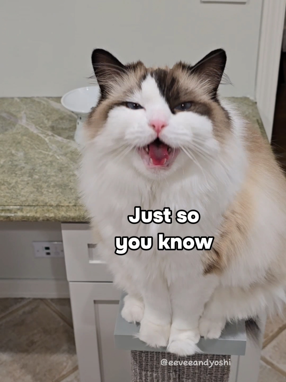 Eevee wants you to know she believes in you 😽 #worldmentalhealthday 