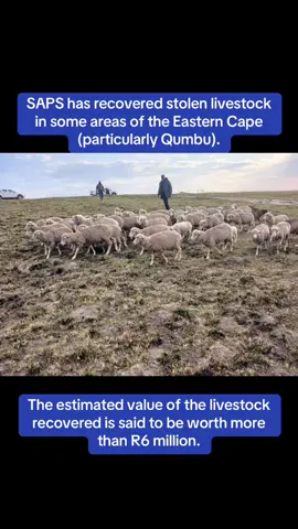 South African Police Service has recovered stolen livestock in some areas of the Eastern Cape (particularly Qumbu). The estimated value of the livestock recovered is said to be worth more than R6 million. The operation targeted the four hotspot districts, namely Alfred Nzo, OR Tambo, Chris Hani, and Amathole. Six suspects were arrested and livestock confiscated.  #livestocktheft #farmers #agriculture #farming #farmers #farm #theft #livestock #easterncape #saps #qumbu #crimebust 