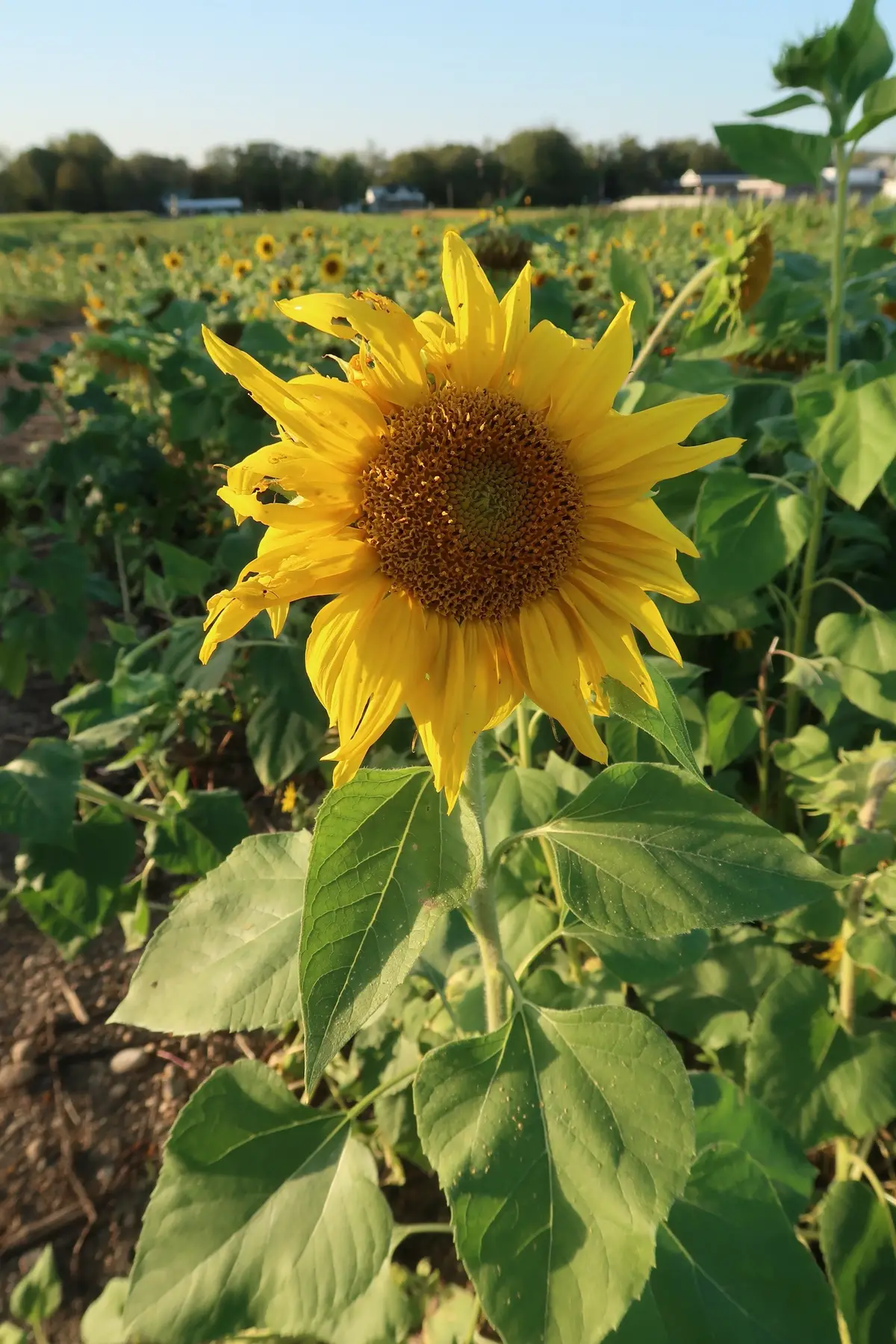 🌻 