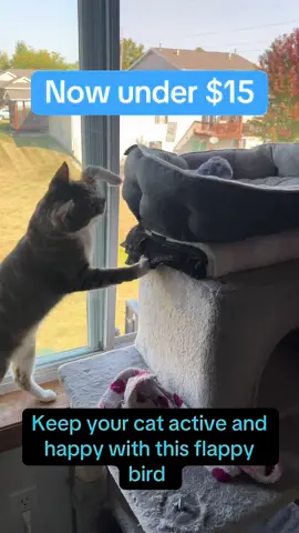 This flappy bird sounds like a real bird and it keeps my cats active. #falldealsforyou #TikTokShopHolidayHaul #catsoftiktok #flappybird 