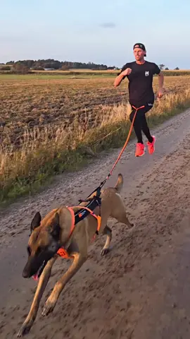 1K Run with Bella😍 #malinois #Running #dog #hund #sport #fit #daddy #fyp #fy 