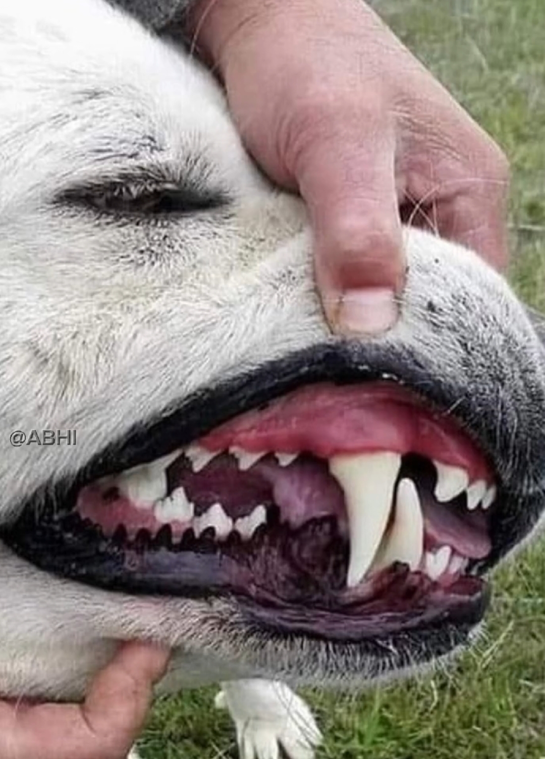 #kangal #caucashianshepherd #boerboel #tibetanmastiff #alabai #centralasianshepherd #centralasianshepherddog #tibetanmastiffdog #kangaldog #pitbulldog #caucasianshepherddog #boerboeldog #alabaidog #strongestdogs #top5strongestdogs #top10strongestdogs #top12strongestdogbreeds #top10strongdogbiteforce #topbravestdogs #dogs #bravestdogs  #topstrongestdogs, #topstrongestdogbreeds, #top10strongestdogbreeds, #top10strongestdogs, #top10strongestdogbreedsintheworld, #strongestdogbreeds, #top5strongestdogbreeds, #top5strongestdogbreedsintheworld, #whichisthestrongestdog, #whichdogbreedsisstrongestintheworld, #germanshepherddogstunts, #germanshepherdstunts, #strongdogs, #abd #allbreeddogs #abdallbreeddogs  #pitbull #pitbulldog #americanbully #americanbulldog #rottweiler #leonberger #dogoargentino #dogocanario #presacanario #englishmastiff #doguedebordeaux #tosainu #canecorso #bandog #kangal #shorts #dog #dogs #doglover #doglovers #dogsoftiktok  दुनिया का सबसे ताकतवर कुत्ता कौन सा है? Top 12 strongest dog bite force👍#shorts दुनिया के 12 सबसे Highest Bite Force वाले कुत्ते!👍Top 12 strongest dog bite force. videos highlights 👇 दुनिया का सबसे ताकतवर कुत्ता कौन सा है? पिटबुल डॉग का बाइट फोर्स कितना है? ऐसा कौन सा कुत्ता है जो शेर को मार सकता है? इंडिया का नंबर वन डॉग कौन सा है? Top 12 strongest dog bite force. कुत्ते कितने प्रकार के होते हैं kaun se kutte ka bite force sabse Jyada Hota Hai. सबसे अच्छा कुत्ता कौन सा होता है?  bandog bite force, English Mastiff bite force, Rottweiler bite force, American bulldog force, cane corso bite force, Pitbull bite force, Dogo Argentino bite force, Kangal bite force, इंडिया का नंबर वन डॉग कौन सा है, ऐसा कौन सा कुत्ता है जो शेर को मार सकता है, पिटबुल डॉग का बाइट फोर्स कितना है, दुनिया का सबसे ताकतवर कुत्ता कौन सा है, Top 12 strongest dog bite force, दुनिया के 12 Highest Bite Force वाले कुत्ते , दुनिया के सबसे खतरनाक कुत्ते । Top world most dangerous dogs breeds #shorts world most dangerous animals pet lovers status german sheperd vs pitbull rottweiler vs pitbull pitbull vs rottweiler pitbull dogs lover status rottweiler dog status german sheperd price pitbull price in india dog market in india, khatarnak kutta bharat ka sabse khatarnak kutta sabse khatarnak kutta kaun hai duniya ka khatarnak kutta sabse khatarnak kutta ka naam sabse khatarnak kutta dog duniya ki sabse khatarnak kutta sabse jyada khatarnak kutta खतरनाक कुत्ता khatarnak kutta kaun sa hai खतरनाक कुत्ता कौन सा है khatarnak kutta ki ladai dog breed dog breeds largest dog breeds biggest dog breeds dog breeds in india dog breeding dog breed names dog breeds banned in india dog breeders near me dog breeds price डॉग ब्रीड्स best dog breed most intelligent dog breeds most aggressive dog breeds smallest dog breeds strongest dog breeds small dog breeds tallest dog breed most expensive dog breeds dog the power of the dog dog breeds clifford the big red dog small dog breeds pitbull dog dog adoption dog barking sound boy dog names big dog breeds  kutte. #shorts Videos highlight 👍 Duniya ka sabse takatvar kutta. Duniya ka sabse Khatarnak kutta. Duniya Ke 10 khatarnak kutte. Duniya ka sabse khatarnak kutta Pitbull. Bharat ka sabse khatarnak kutta. Duniya Mein sabse dangerous kutta kaun sa hai. number Van per kaun sa dog Hai. sa bse khatarnak kutte ke naam. world dangerous dog name. khatarnak dog name. sab se khatarnak Pitbull. 1  Rottweiler. 2  Pitbull. 3 c canecorso. 4 Dogo Argentino. 5 Kangal. #Duniyakasabsetakatvarkutta #DuniyaKe10sabsekhatarnakkutte #DuniyakasabsekhatarnakkuttaPitbull #Bharatkasabsekhatarnakkutta #DuniyaMeinsabsedangerouskuttakaunsahai #numberVanperkaunsadoghai #DuniyaMeinsabsekhatarnakkuttekenaam #khatarnakkuttkenaam #DuniyaKe10khatarnakkutte #sabsekhatarnakkuttekenaam #Rottweiler #Pitbull #canecorso #DogoArgentino #Kangal #viral #shorts #kangaldog #rottweilerdog #dogoargentinodog #pitbulldog #canecorsodog #alabai #alabaivspitbull #pitbullvsalabai #alabaidog #alabaivideo #doberman #dobermanpinscher #dobermanattack #rottweiler #rottweilerdog #rottweilerpuppy #rottweilerattack 