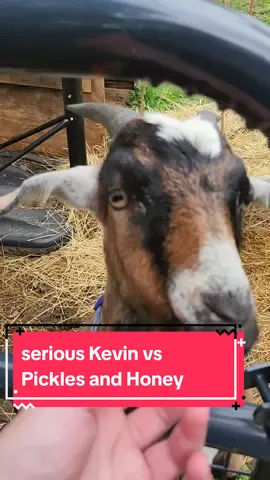 Kevin has become the straight-laced grumpy-pants of the group while Pickles and Honey cavort and clown around 🤡 #Halloween #halloweencostume #halloweenvibes #autumn #sillygoats #goatsoftiktok #uselessfarm #smallfarm #fyppppppppppppppppppppppp #hobbyfarm #tinyfarm #viral #tinyhomestead #farmstand 