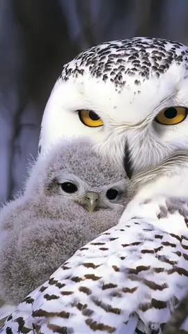 l'amour le plus sincère parmi nos amis les animaux. sauvages ne veut pas dire mauvais mais plutôt libre. libre de leur choix et de leur vie . trop d'amour et de câlins dans cette jolie vidéo qui j'espère vous plaira . #mignon #animauxmignons #nature #bebeanimaux #calin #animal 