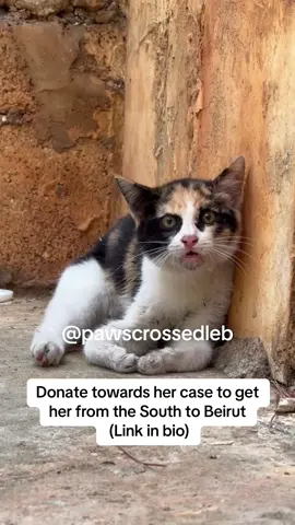 In the heart of the chaos and bombing in the South, a little cat is fighting for her life. She has two broken legs, likely the result of an explosion that sent her flying. Despite her injuries, she’s still holding on, but without proper treatment and surgery, her future looks grim. The bombings have destroyed everything, including the chance for her to get the help she needs in the South. A huge thank you to Hussein, who has bravely stayed behind in Nabatieh, risking his life to feed 40 cats, even as bombs fall near his home. His courage is beyond words, but he can’t do this alone. We urgently need your support! Any donation, no matter how small, will help save this sweet cat and provide food and care for Hussein’s entire colony. Please, if you can, donate via the link in bio. Your generosity could be the difference between life and death for these animals caught in the crossfire. 💔 #lebanon #israel #fyp #adoptdontshop 