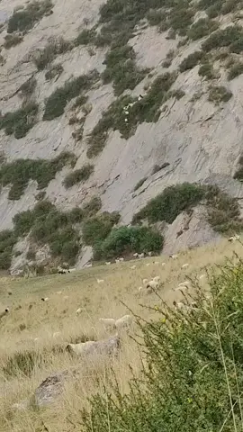 This is how mountain goats descend 