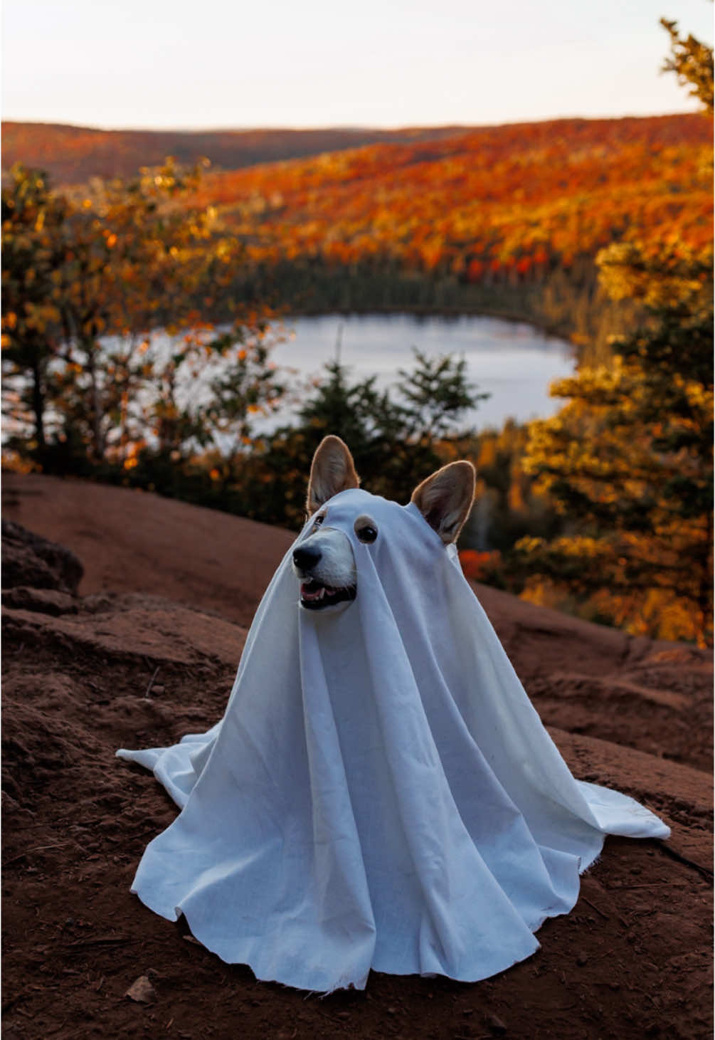 Ready for Halloween 👻🎃 #tearsfallingdown #tearsfallingdownattheparty #tearsfallingdownatthepartytrend #ghost #ghostcostume #dogghostcostume #dogcostume #doghalloweencostume #ghostcorgi #corgighost #corg #corgisoftiktok #corgi #corgis #corgicostume #dog #cutedog #puppy #halloween #halloweencostume #saddestlittlebabyintheroom #mn #minnesota #minnesotafall #minnesotafallleaves #fallleaves #fallcolors 