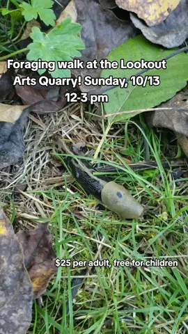 Learn to forage fall vegetation, mushrooms, and gastropods this Sunday, 10/13 at the Lookout Arts Quarry in Bellingham near Alger! Visit Bit.ly/FallForaging2024 or LookoutArtsQuarry.substack.com for more info. #foraging #pnwlife #bellinghamwa #bananaslug 