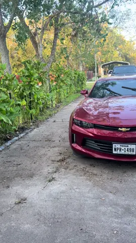 Finished moving my plants from the back of the yard to the front. #country #countryliving #plantlife #nature 
