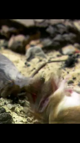 #amazinganimalsworld #wildlife #tiktok #recommendedforyou 