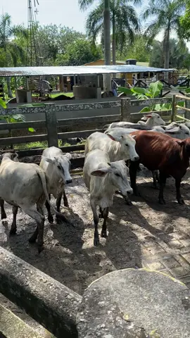 Alistando el Ganado para vacunar y marcar 🐮💉🔥 #ganaderia #ganado #vaqueria #vacas #reses #villavicencio #colombia🇨🇴 