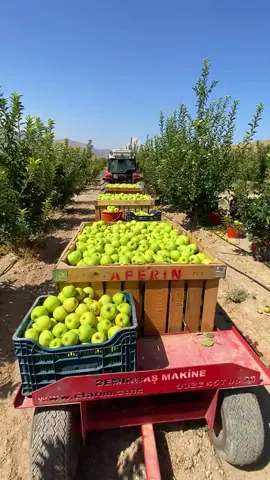 COSECHANDO LAS MANZANAS MAS CARAS DEL MUNDO  #apple