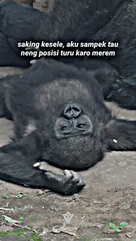 wong liyo ngerti opo #pensiunanwongsangar 