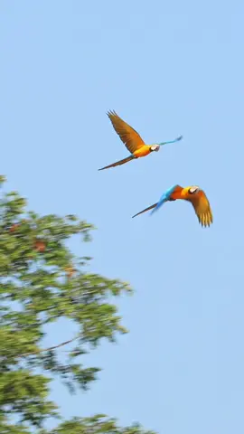 Beautiful blue and yellow macaws flying free in the wild in the Peruvian Amazon   ##MacawFlight##BlueAndYellowMacaw##WildlifeTikTok##AmazonWildlife##PeruvianAmazon##SlowMotionBirds##ExoticBirds##RainforestAnimals##BirdsofTheAmazon##WildlifeVideos##NatureLovers##BirdWatching##MacawsOfTikTok##BirdsofPeru##sekarswildlifeencounters