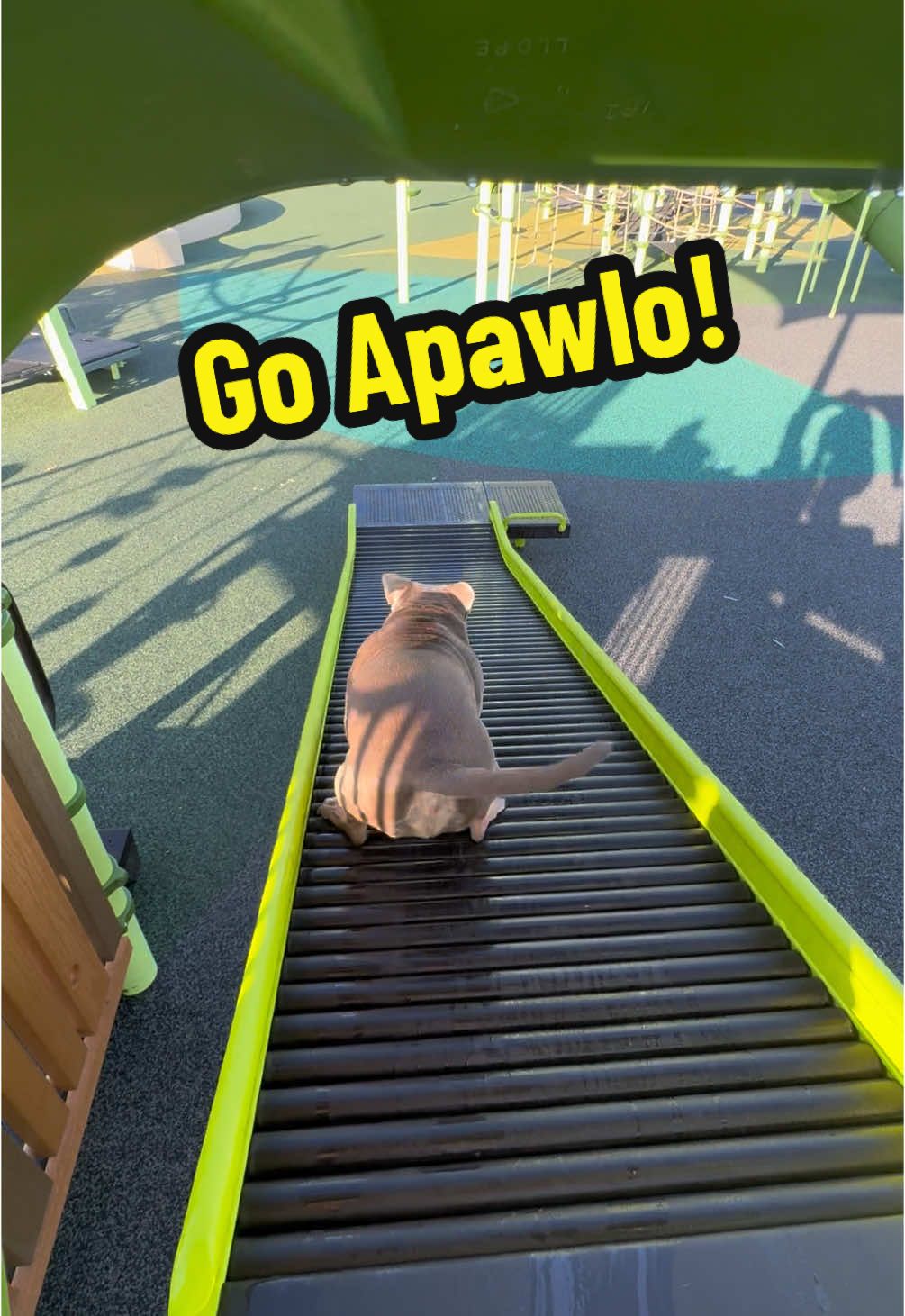 Apawlo007… #dogsoftiktok #apawlothetank #dogs #fearless #PetsOfTikTok #fyp 