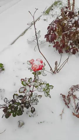 Вот и лето прошло. Всех с первым снегом #первыйснег #красота #сказка #история #фото #ностальгия #реки #топ ##хочувтоп #осень #тренд #CapCut #петропавловск #казахстан🇰🇿 #хочуврекомендации #красотарядом #талантырядом #лето #багетная #галлерея #музей #гитара #игра #таланты #игранагитаре #Скороновыйгод #осень #снег #зима #прогулка #реки #15 #15регион🇰🇿 #15регион #парк #старыйпарк 